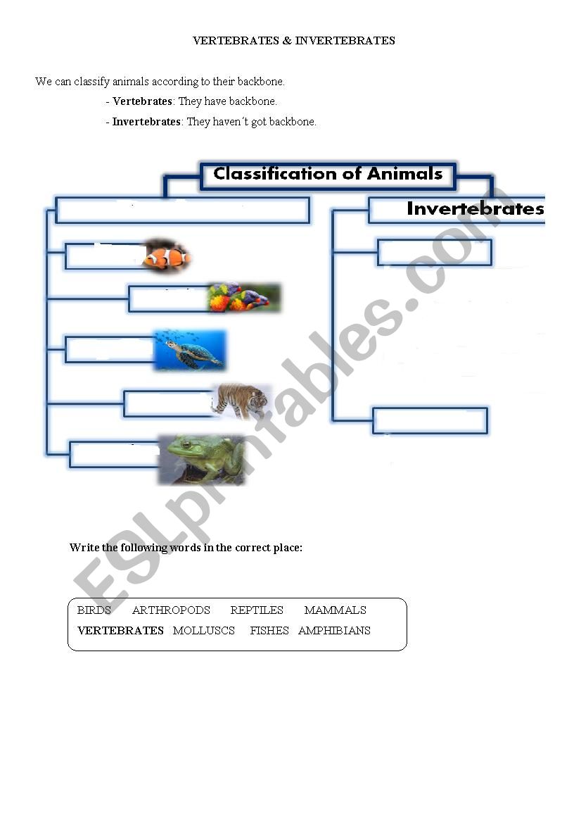 Sorting animals: vertebrates/ invertebrates