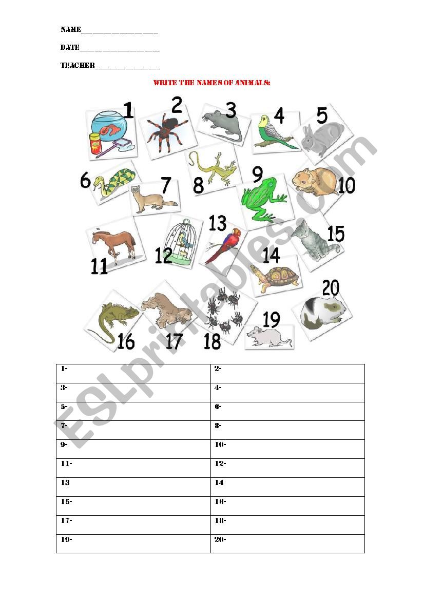 Animals worksheet