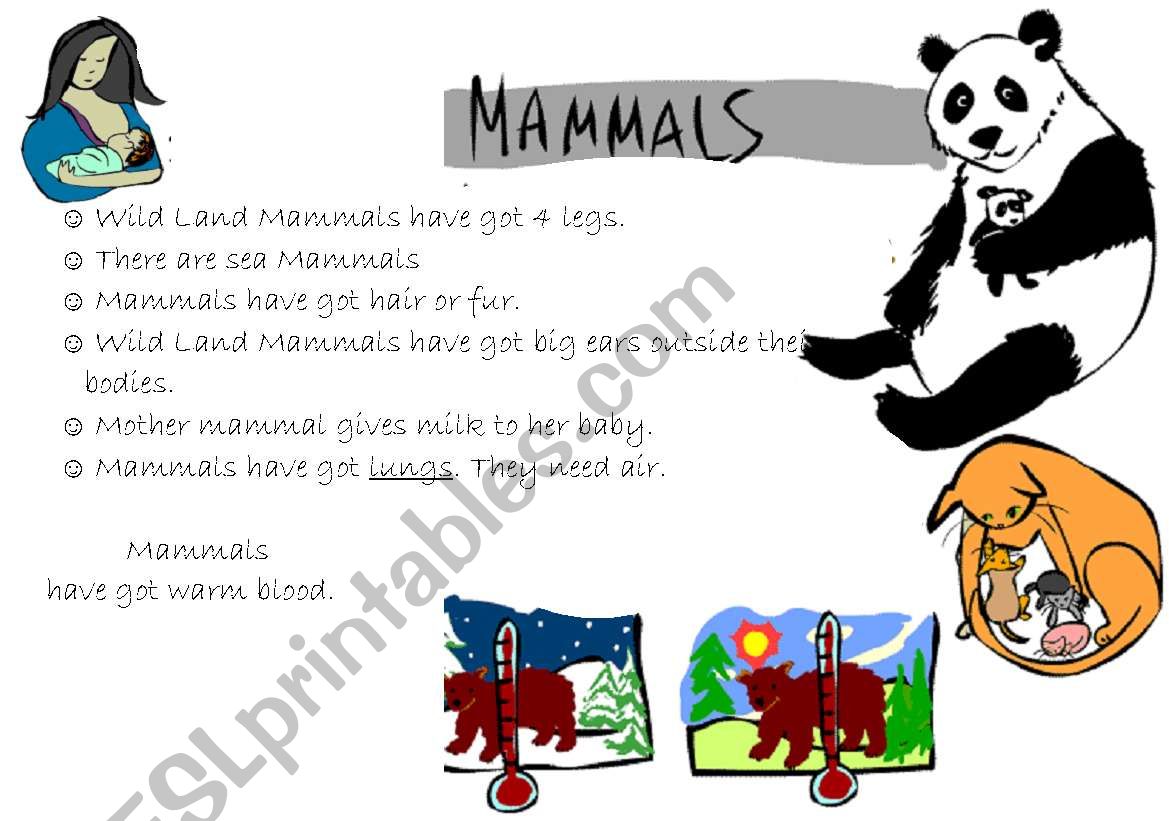 Vertebrates: Mammal, reptiles, anphibians, birds