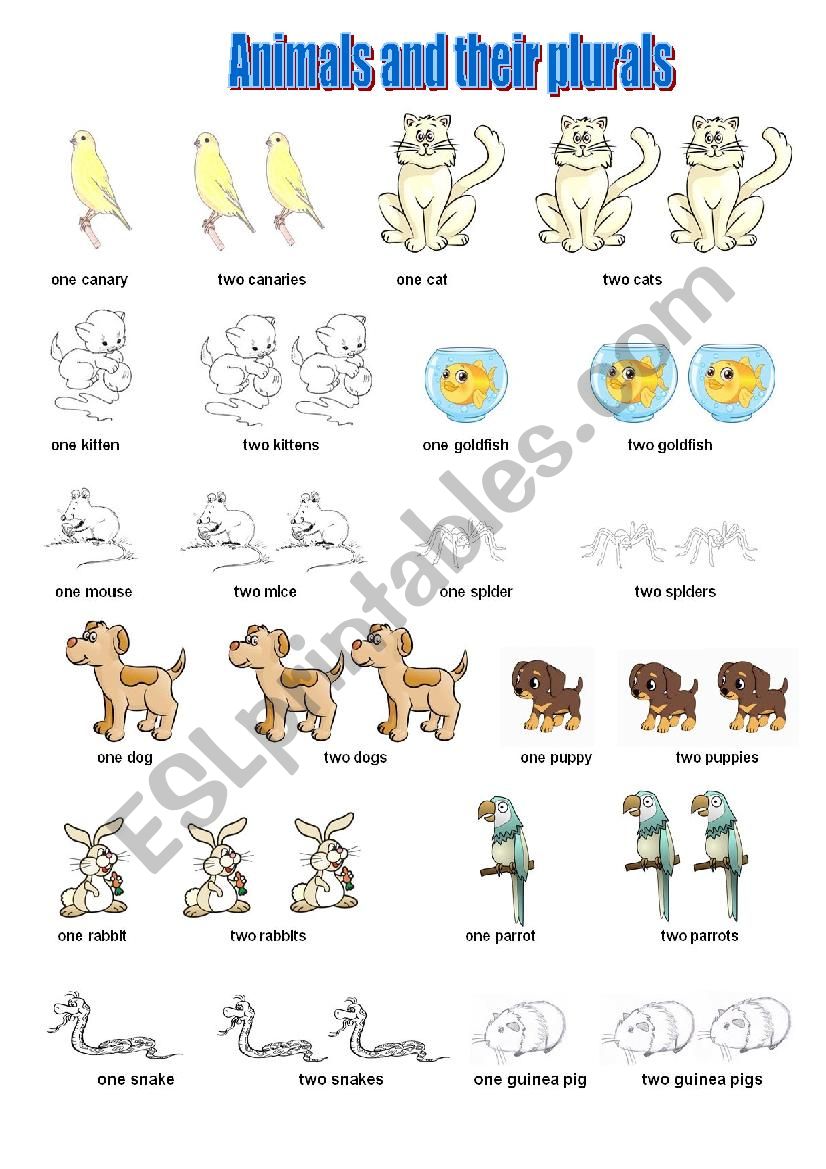 Animals and their plurals worksheet