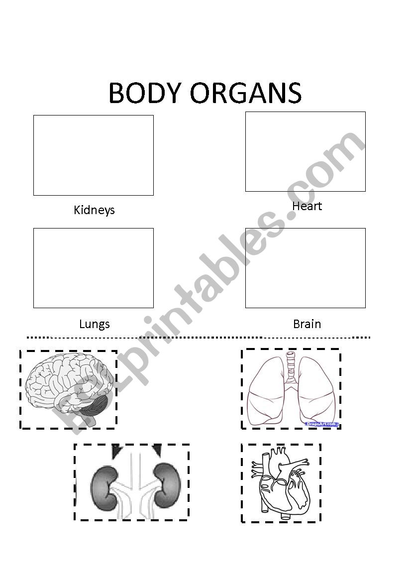 Body Organs worksheet