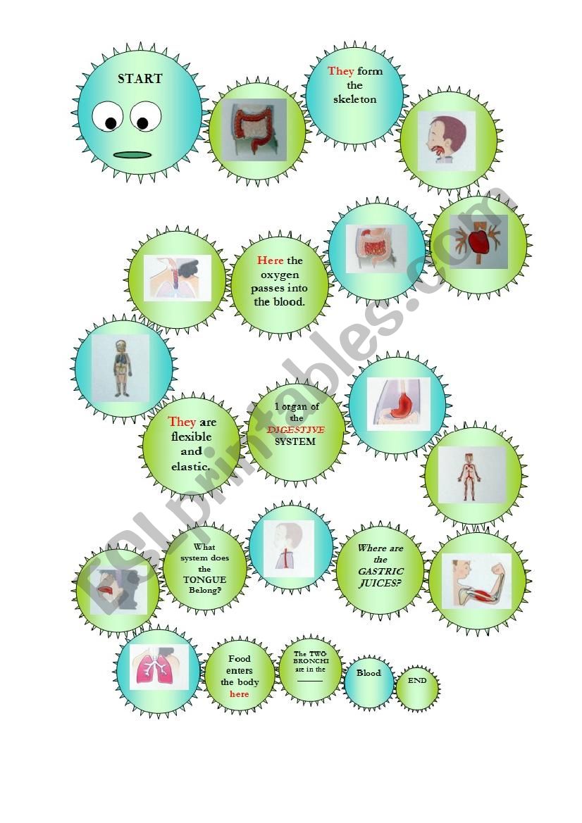 HOW OUR BODY WORKS BOARDGAME WITH ORGANS