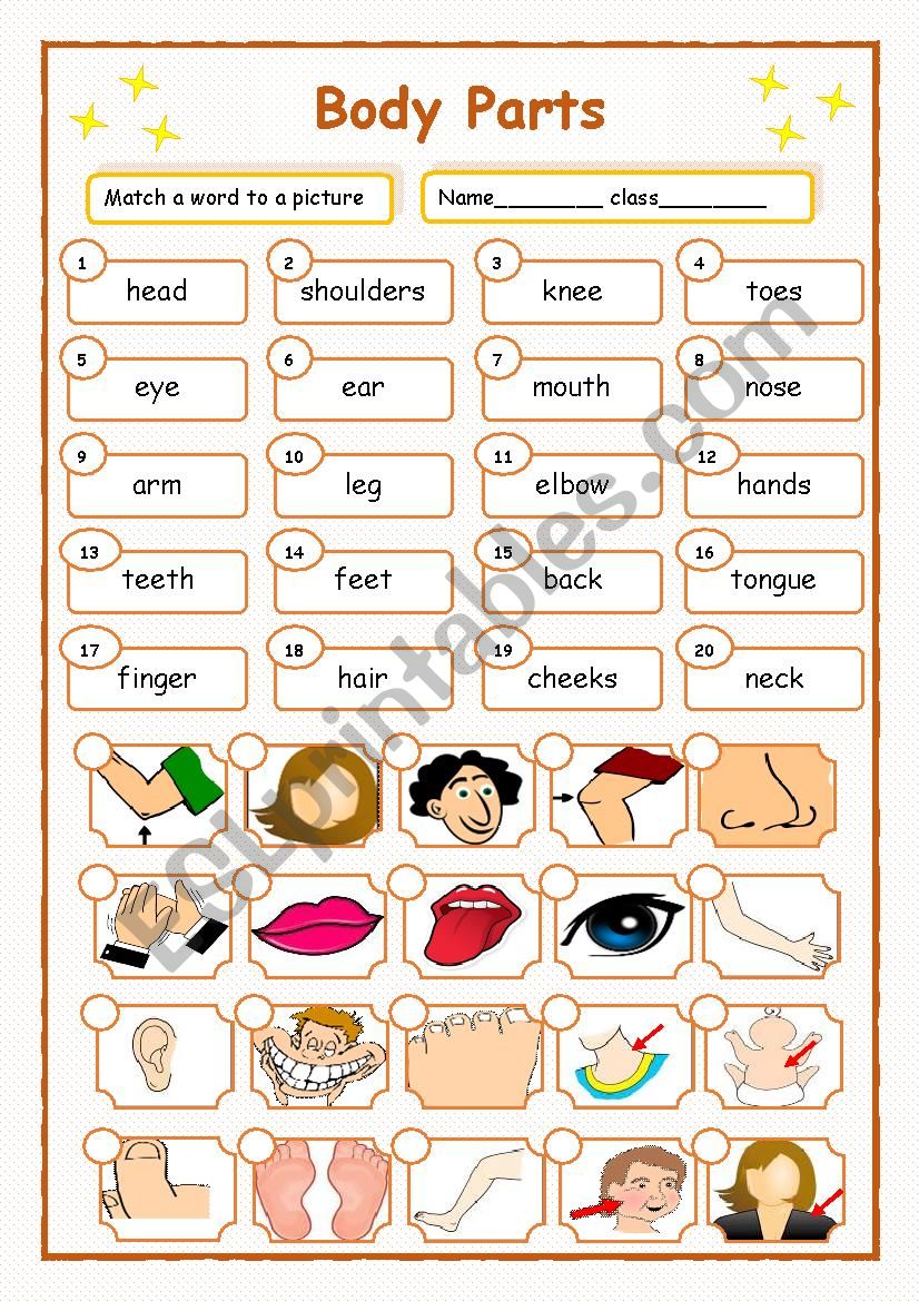 Body Parts worksheet