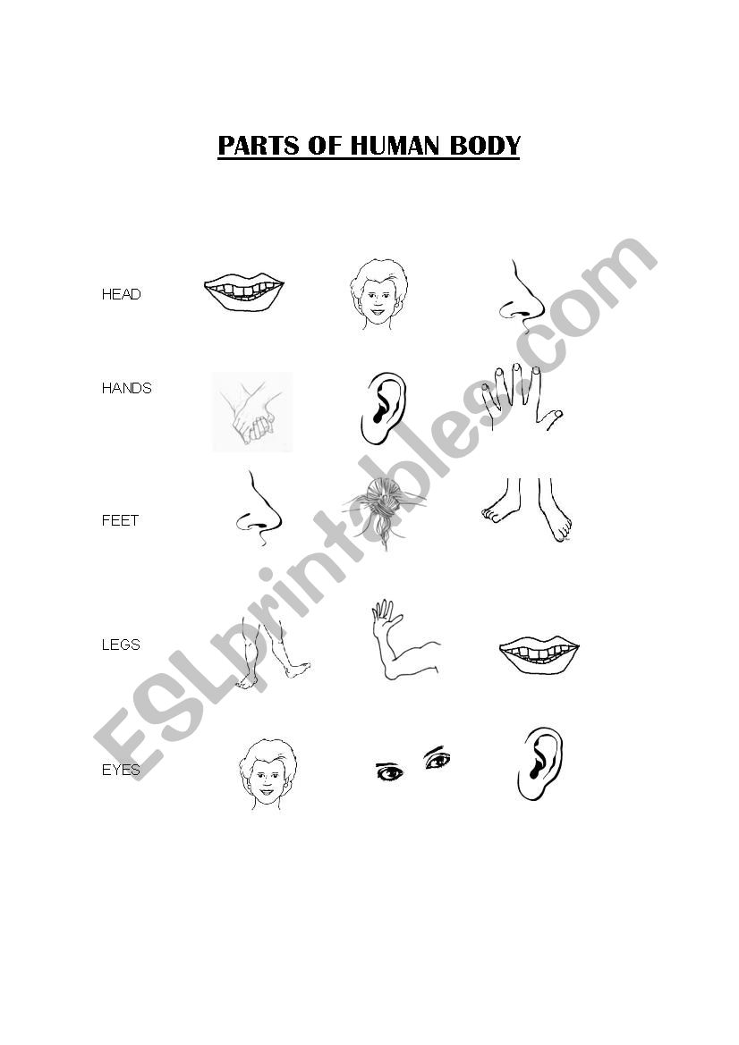 Parts of human body worksheet