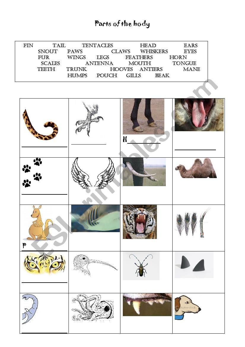 Animals body parts worksheet
