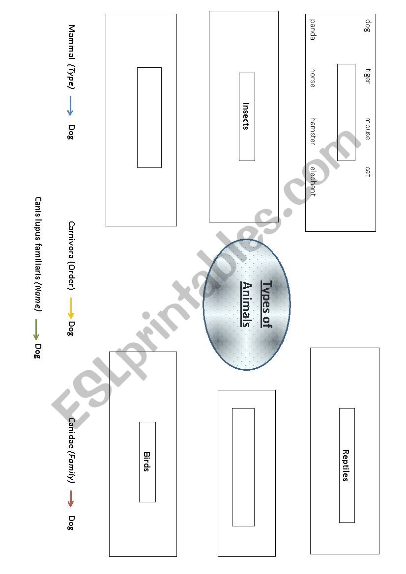 Classifying animals worksheet