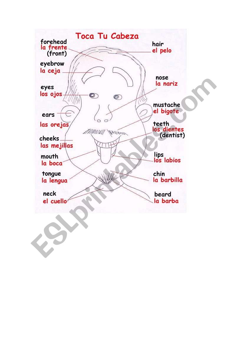 Parts of head worksheet