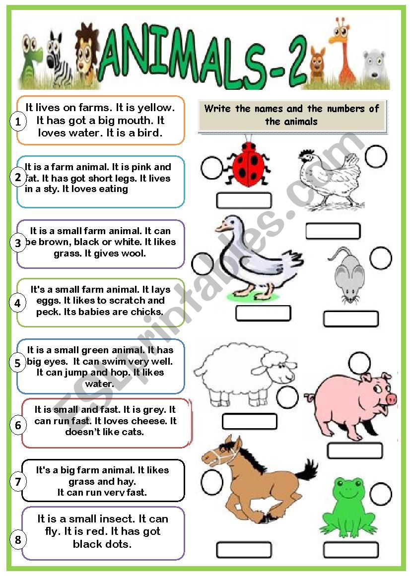 animals worksheet