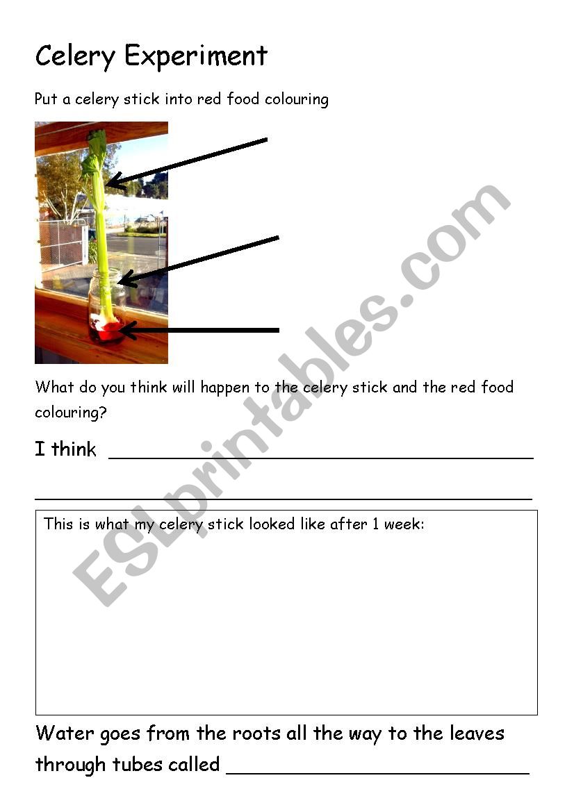 Celery Experiment Worksheet worksheet