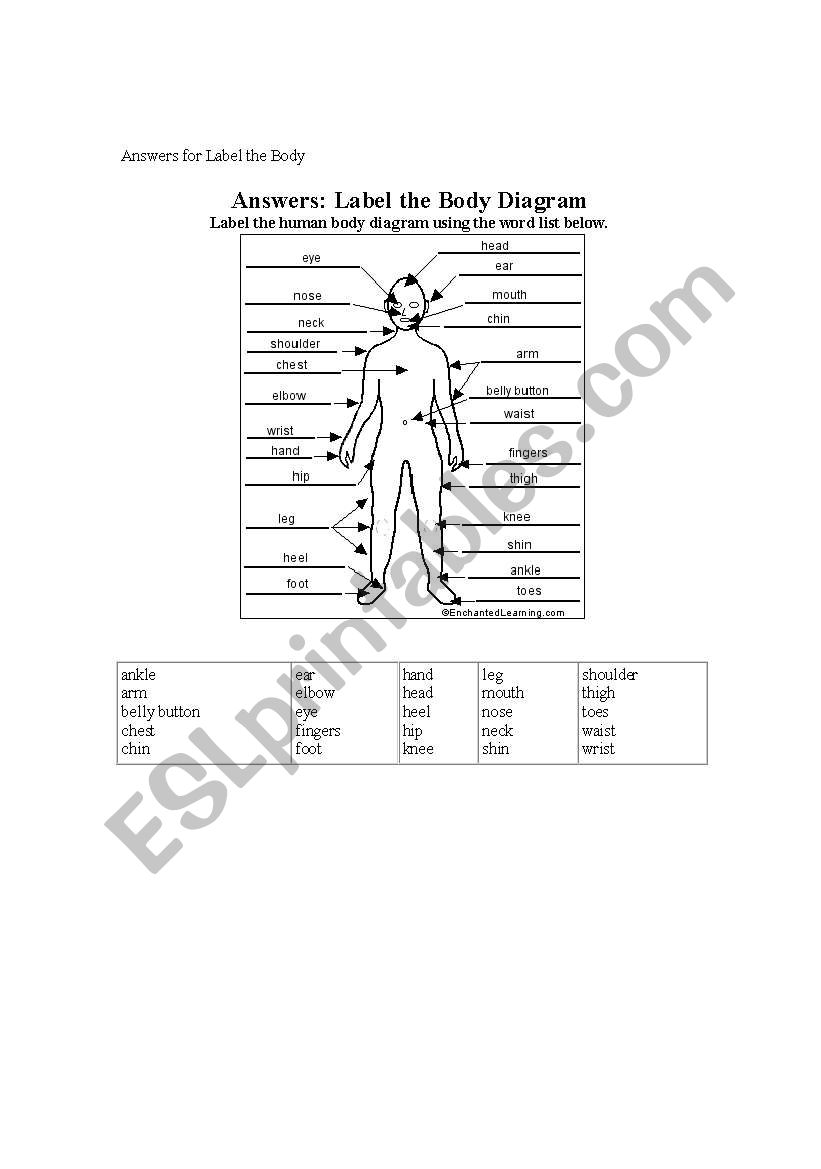 label the body worksheet worksheet