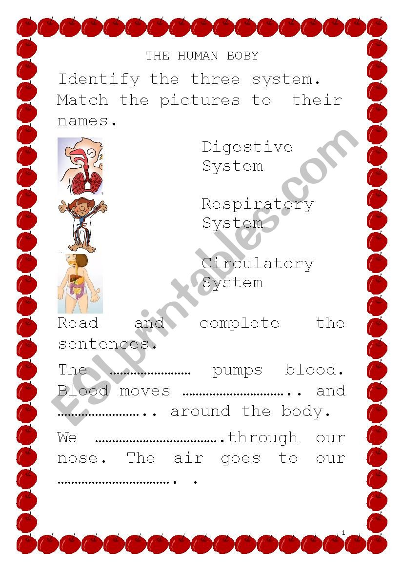 Circulatory System Respiratory System and Digestive System 