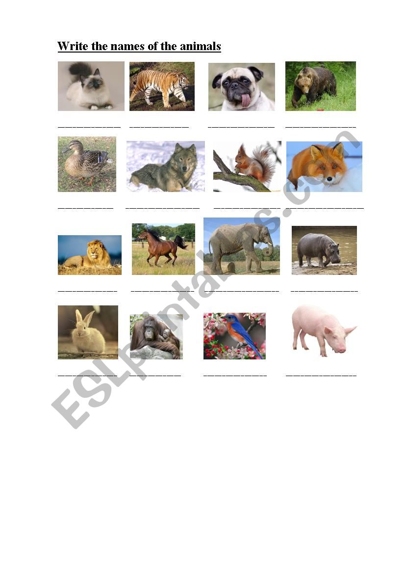 Animals worksheet