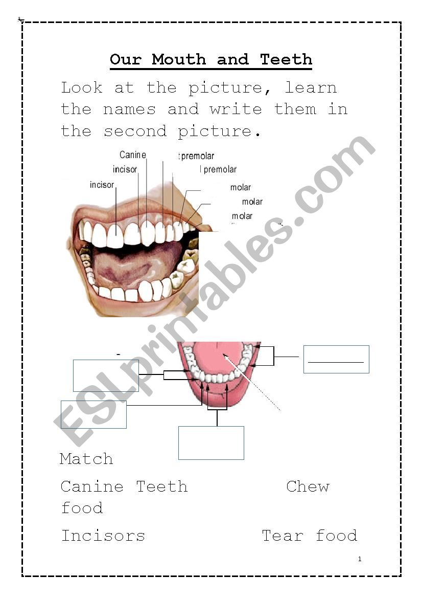 Our Mouth worksheet