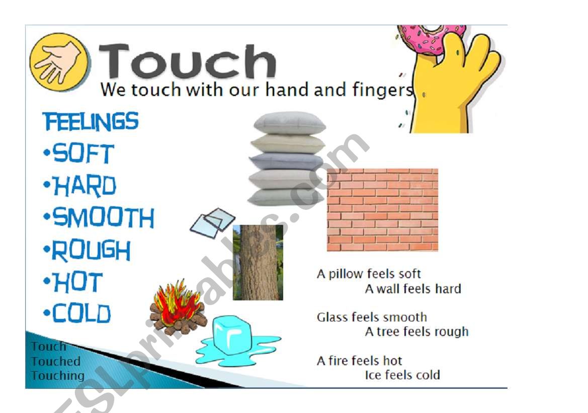 five senses, touch 5/5 worksheet