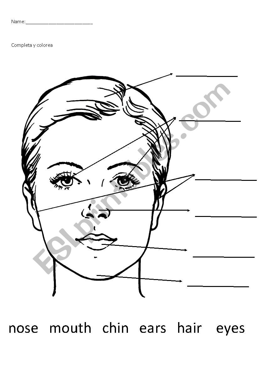 part of the face worksheet