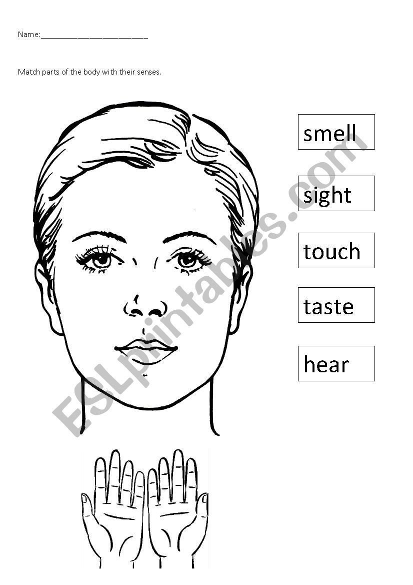 senses worksheet