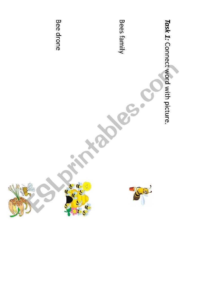 Bees worksheet