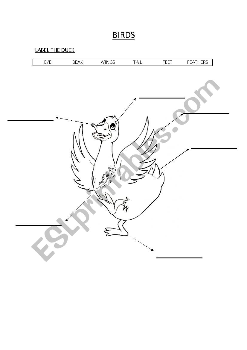 BIRDS worksheet