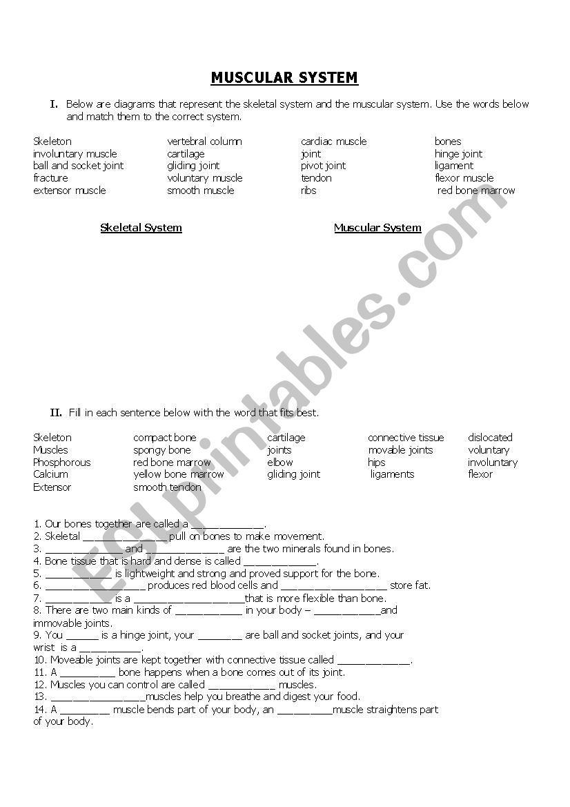 Muscular System Worksheet worksheet