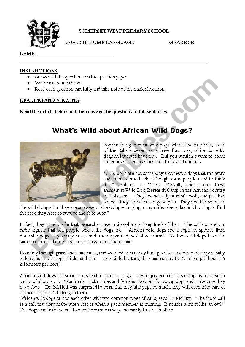 Comprehension - African Wild dog