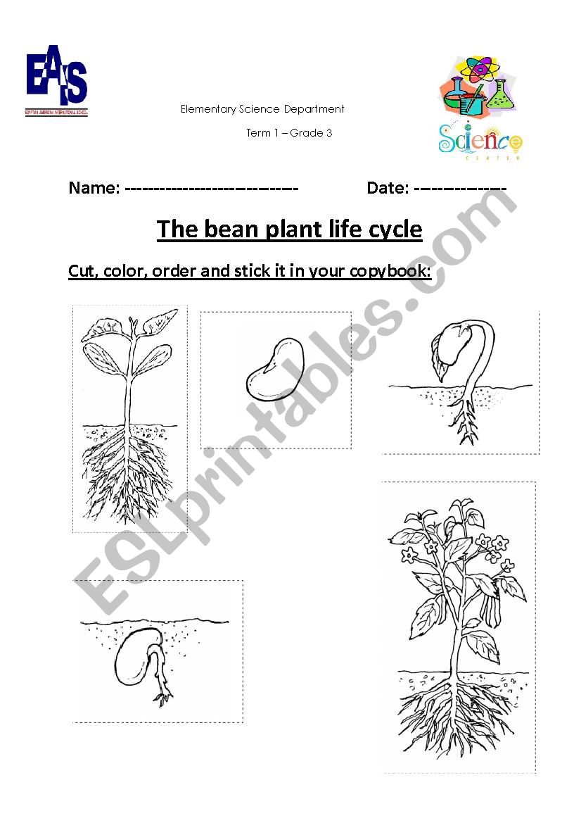 Bean plants life cycle  worksheet