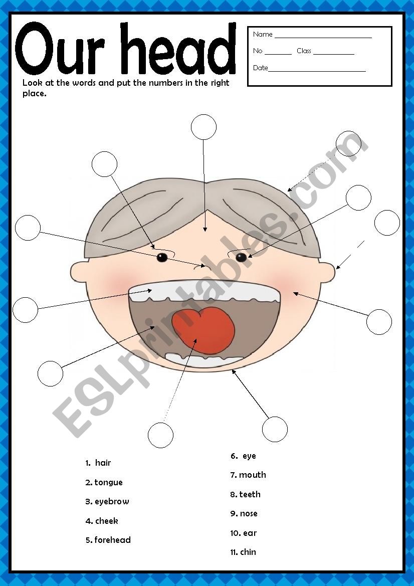 OUR HEAD + KEY worksheet