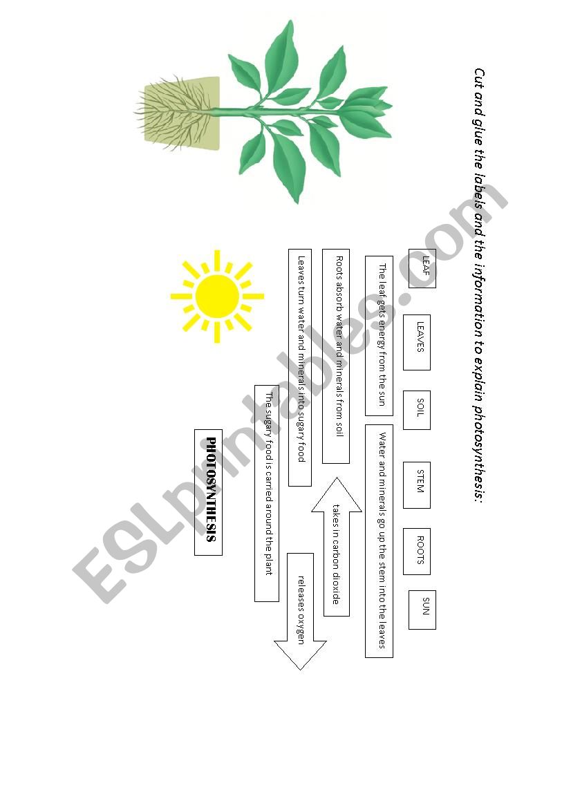 Photosynthesis worksheet