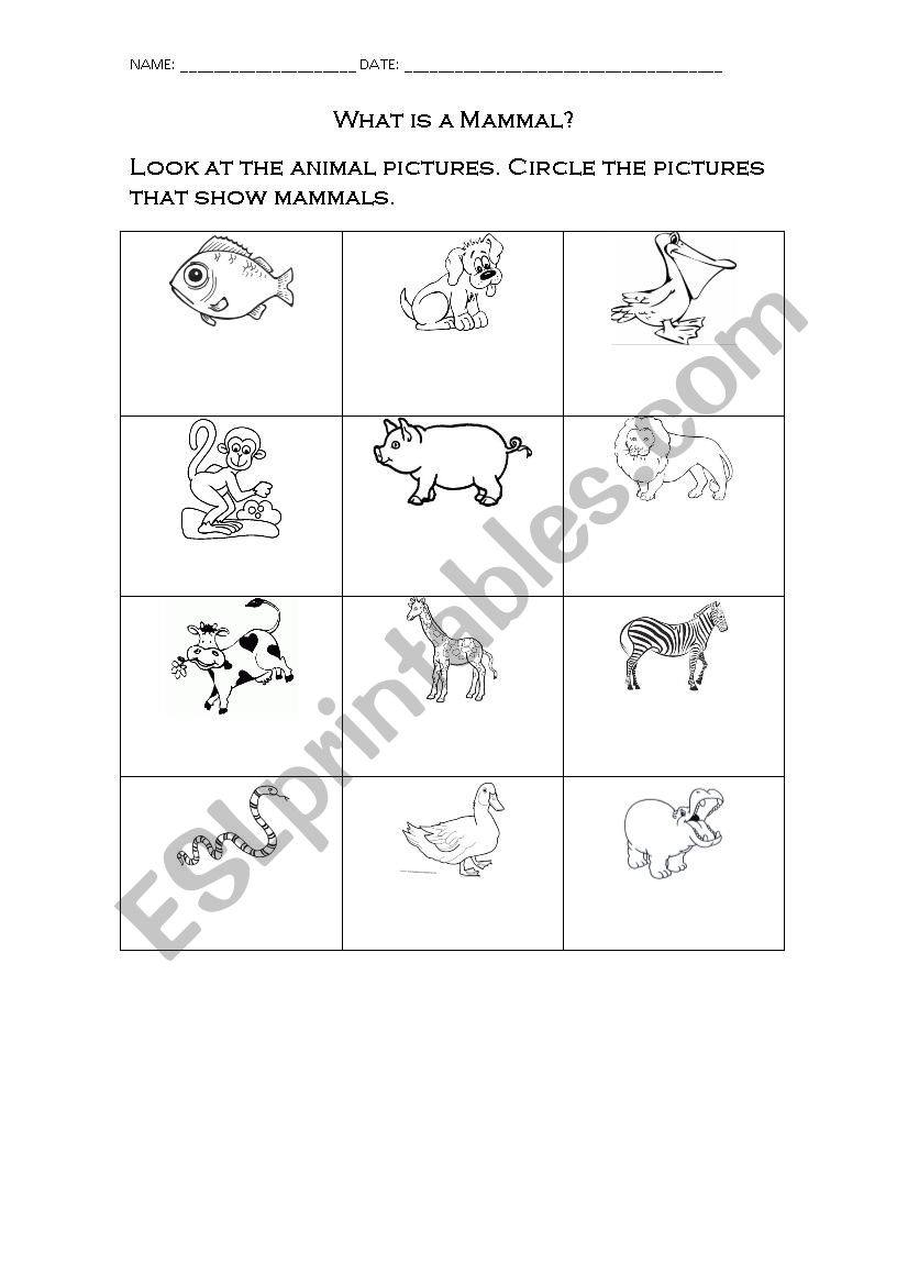 What is a mammal? worksheet