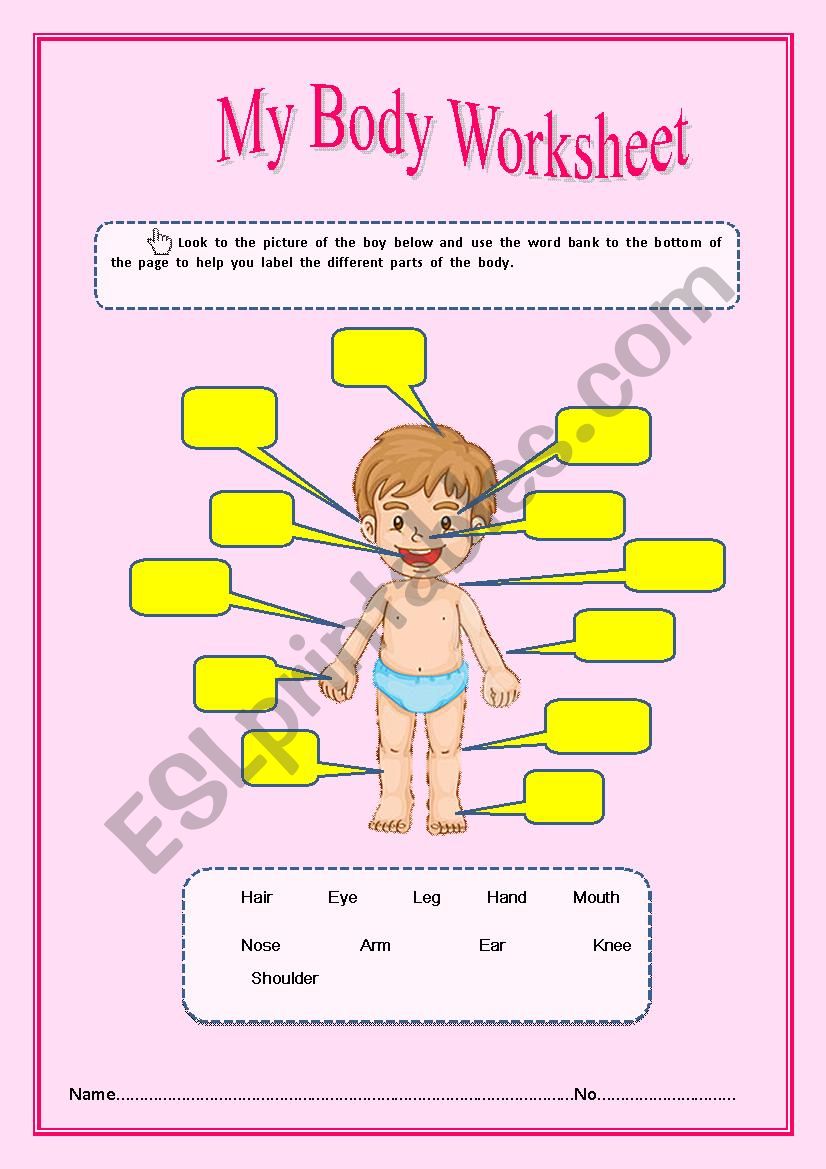 My  Body Worksheet worksheet