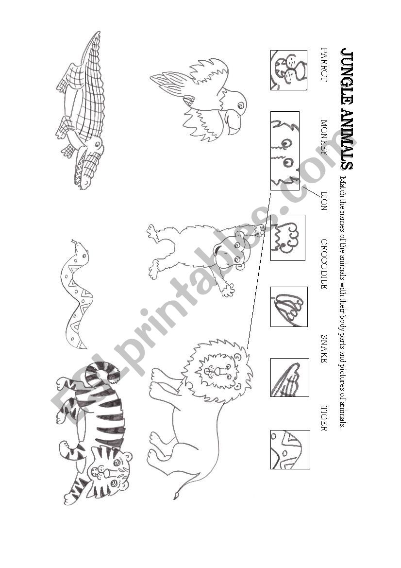 Jungle animals worksheet