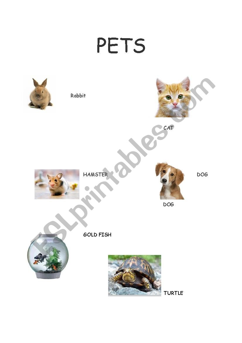 Pets worksheet