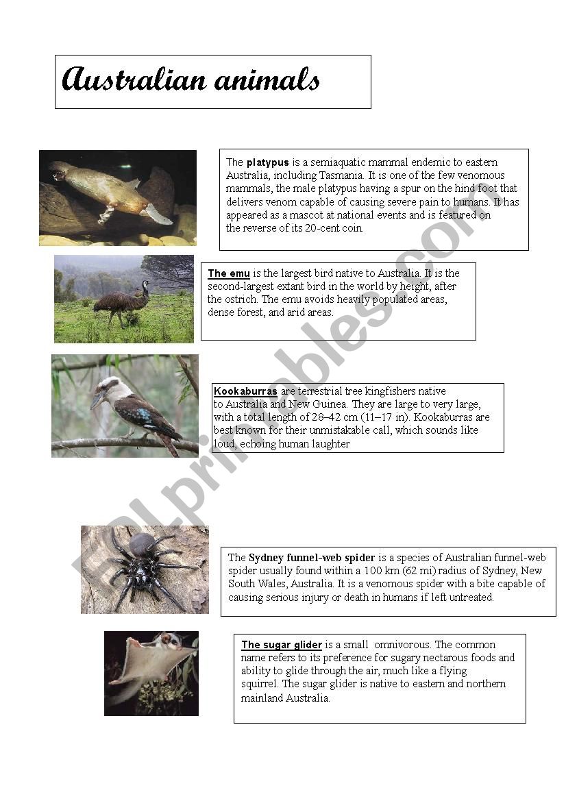 Australian animals  worksheet