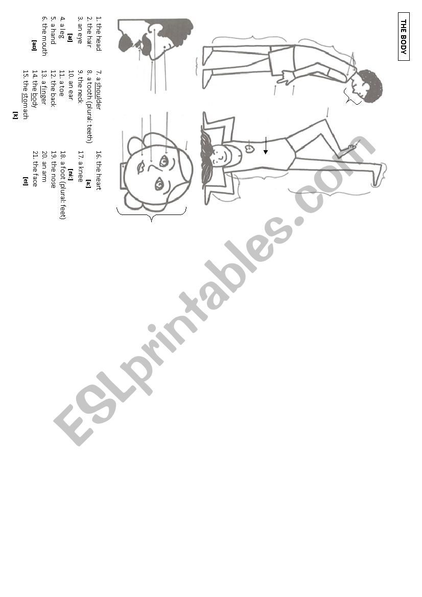 The body worksheet