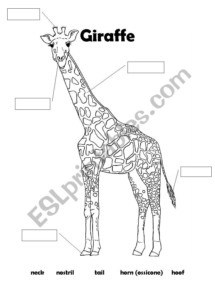 Giraffe - body parts worksheet