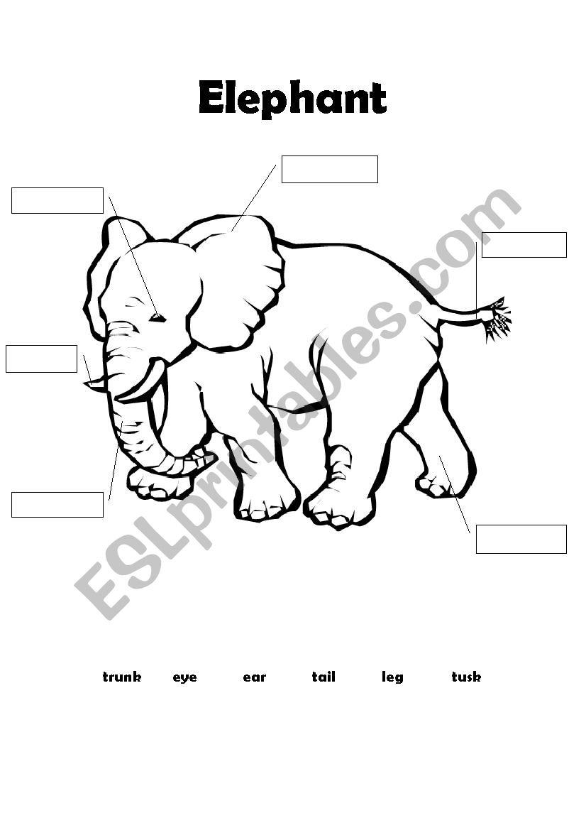 Elephant - body parts worksheet