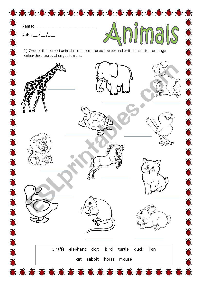 Animals worksheet