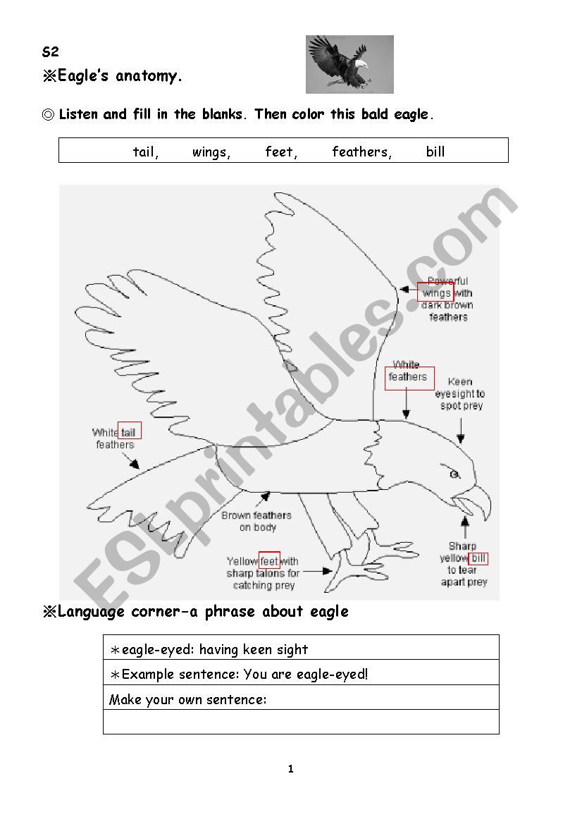 Eagles anatomy worksheet