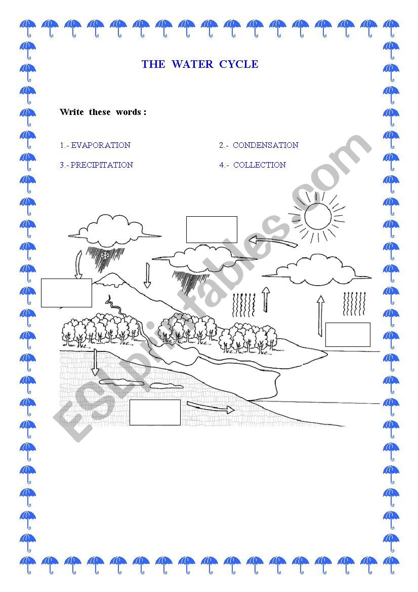 The Water  Cycle worksheet