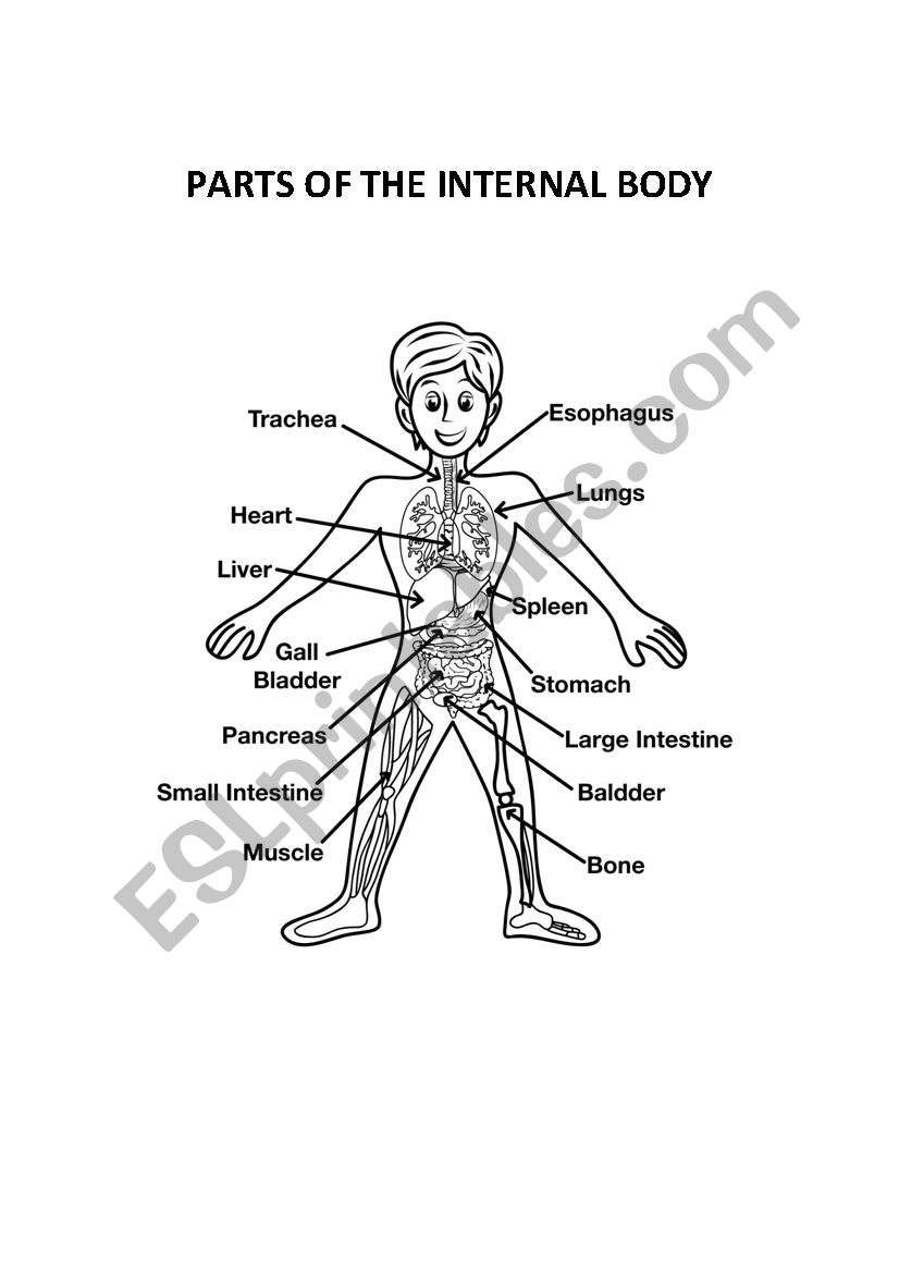 Parts of the internal body - ESL worksheet by diegoih