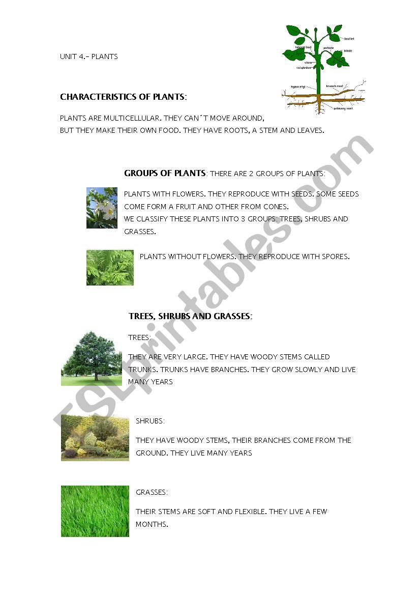 PLANTS worksheet