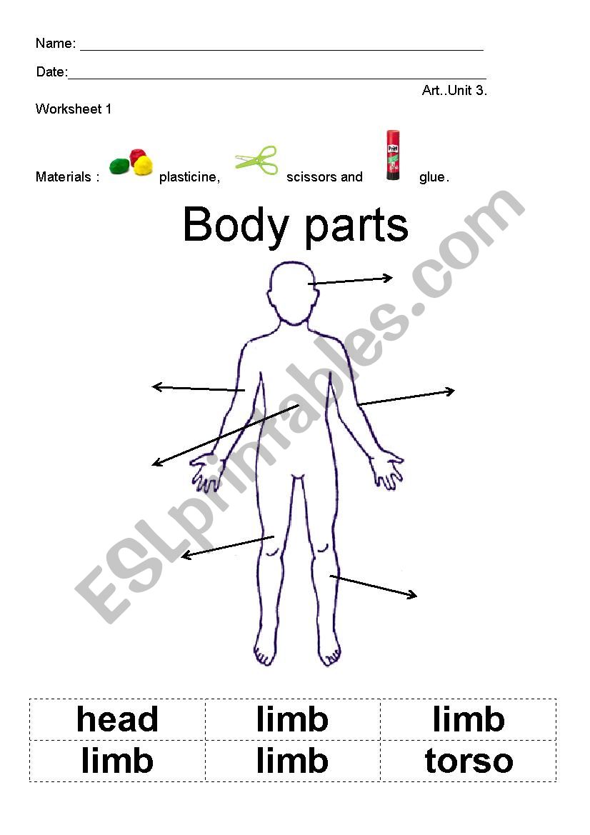 HEAD, TORSO AND LIMBS worksheet