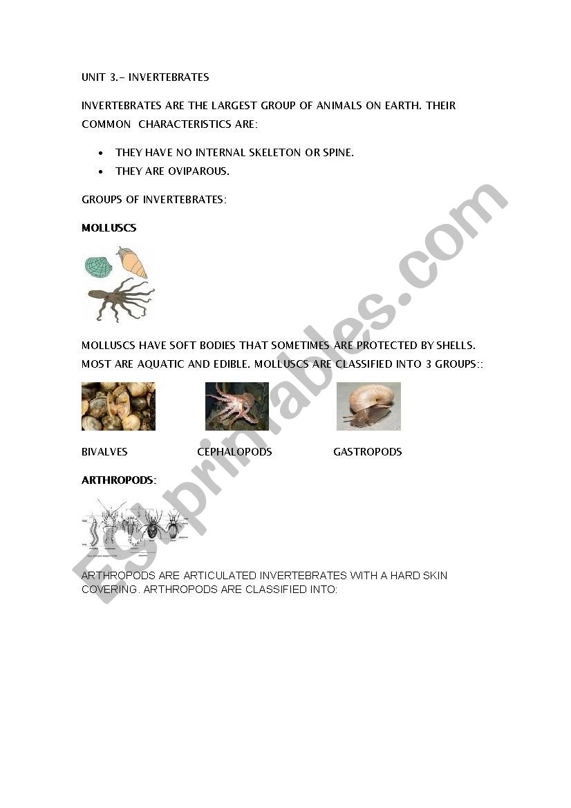 Invertebrates worksheet