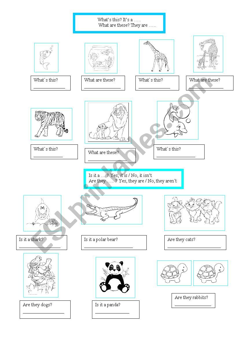 Animals worksheet