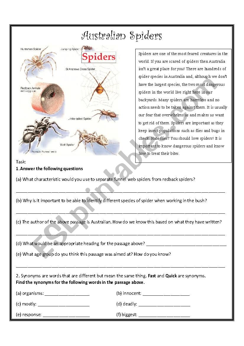 Spiders in Australia worksheet