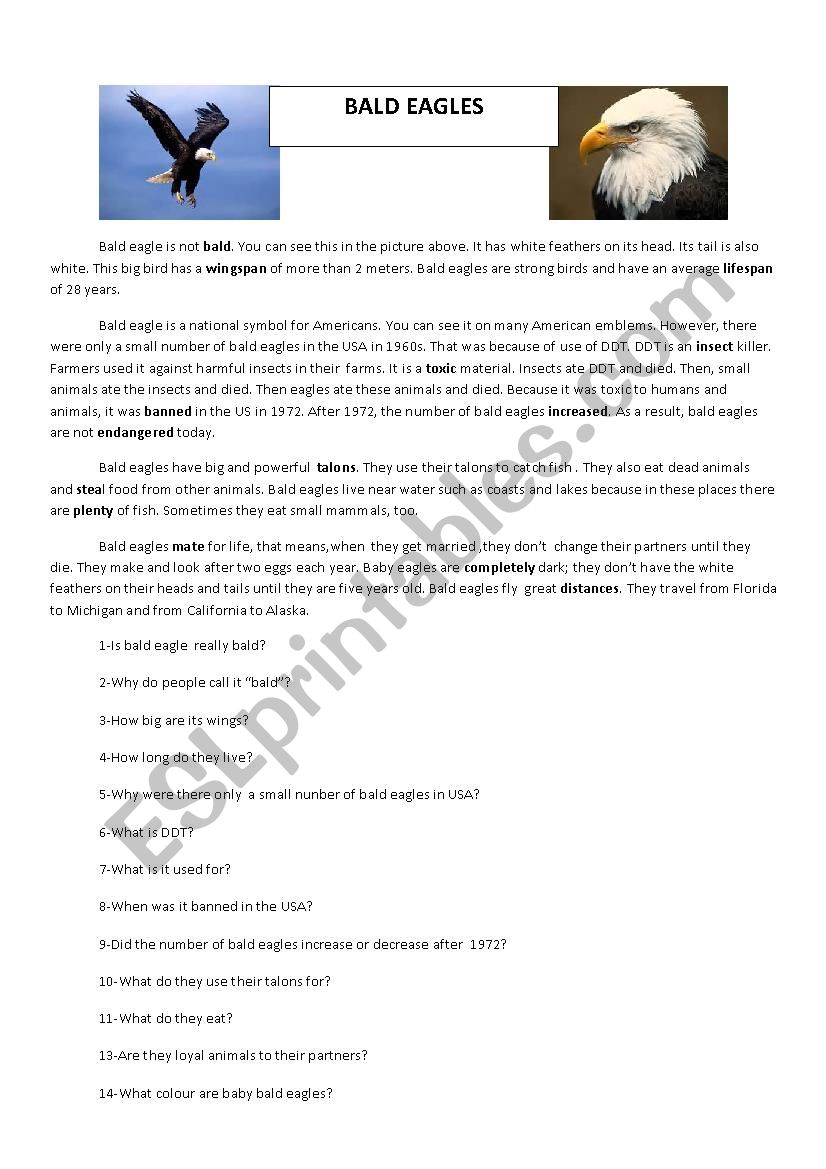 Bald eagle is not bald worksheet