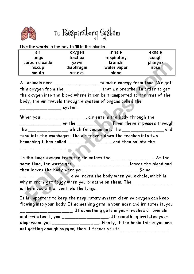 The respiratory system worksheet