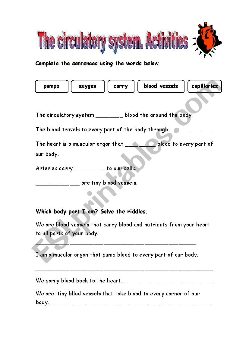 The circulatory system worksheet