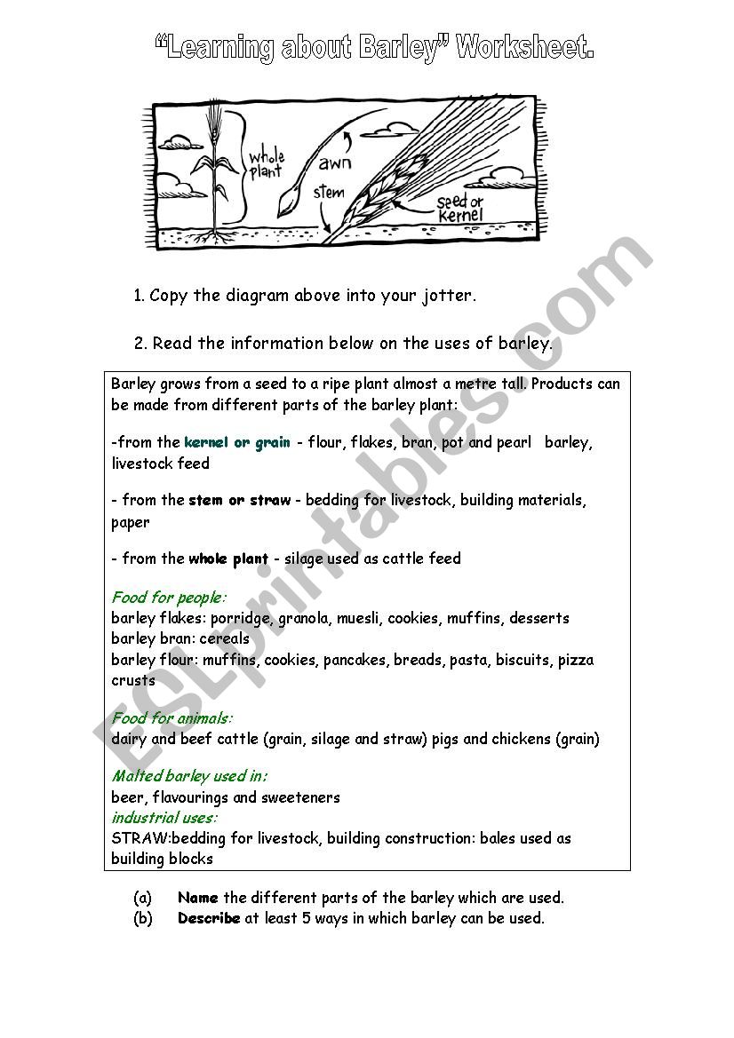 Learning about Barley worksheet