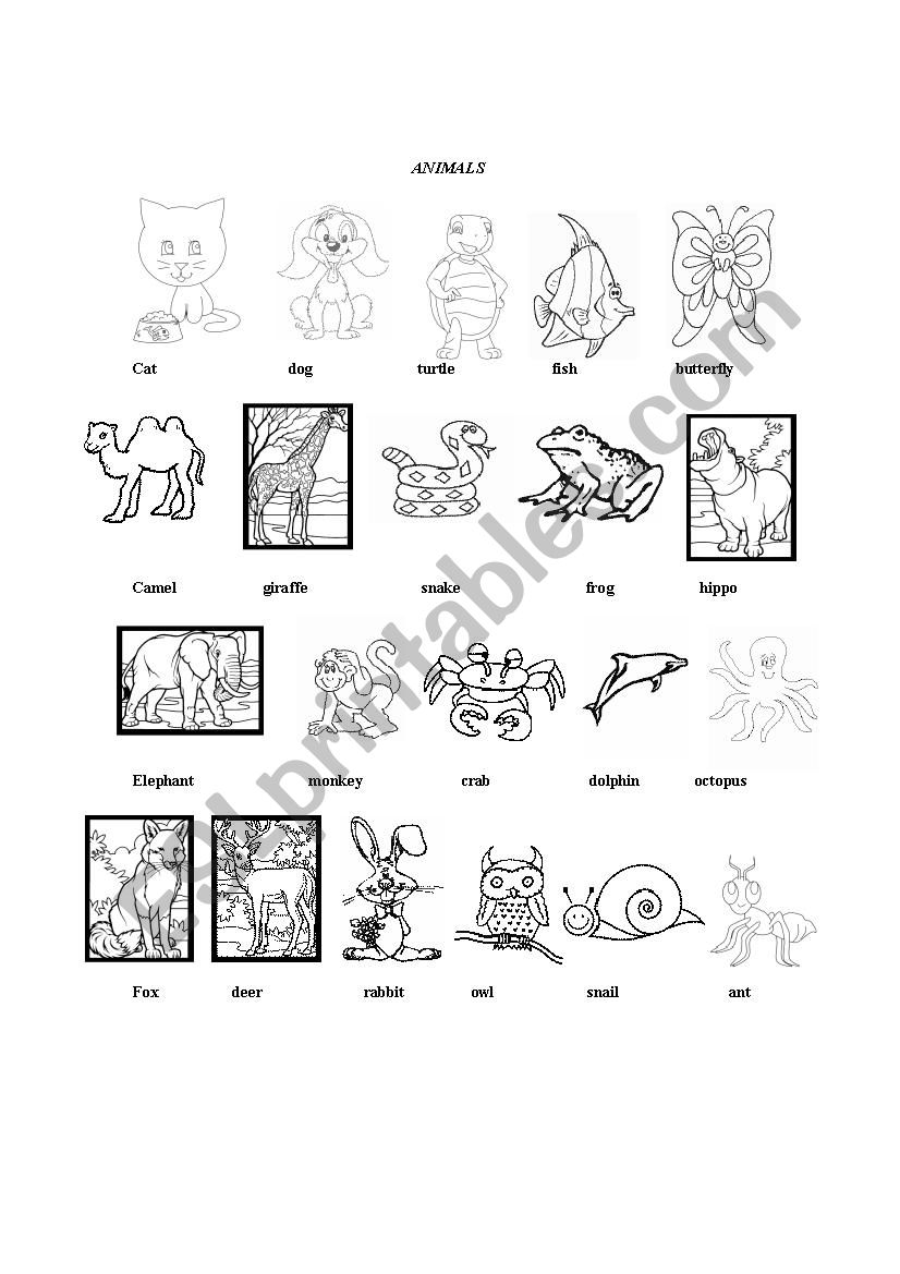 Animals worksheet