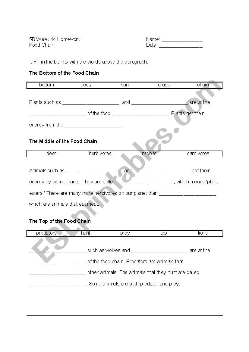 Food Chain worksheet